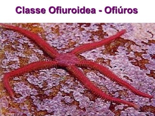 Classe Ofiuroidea - Ofiúros
 