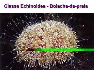 Classe Echinoidea - Bolacha-da-praia
 