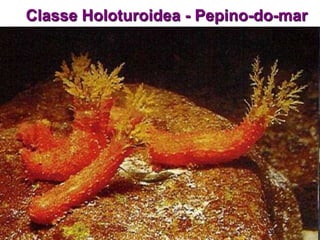 Classe Holoturoidea - Pepino-do-mar
 