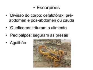 • Escorpiões
• Divisão do corpo: cefalotórax, pré-
  abdômen e pós-abdômen ou cauda
• Quelíceras: trituram o alimento
• Pedipalpos: seguram as presas
• Aguilhão
 