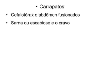 • Carrapatos
• Cefalotórax e abdômen fusionados
• Sarna ou escabiose e o cravo
 