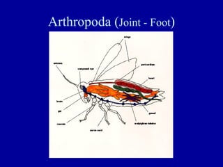 Arthropoda ( Joint - Foot ) 
