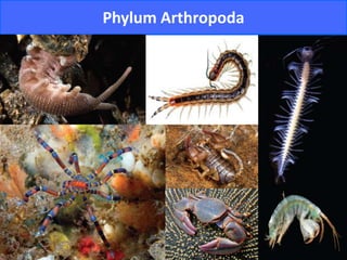 Phylum Arthropoda
 