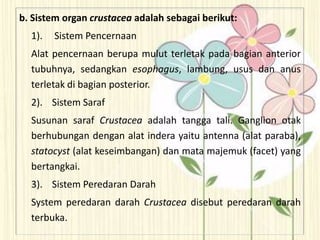 b. Sistem organ crustacea adalah sebagai berikut:
1). Sistem Pencernaan
Alat pencernaan berupa mulut terletak pada bagian anterior
tubuhnya, sedangkan esophagus, lambung, usus dan anus
terletak di bagian posterior.
2). Sistem Saraf
Susunan saraf Crustacea adalah tangga tali. Ganglion otak
berhubungan dengan alat indera yaitu antenna (alat paraba),
statocyst (alat keseimbangan) dan mata majemuk (facet) yang
bertangkai.
3). Sistem Peredaran Darah
System peredaran darah Crustacea disebut peredaran darah
terbuka.
 
