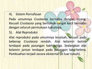 4). Sistem Pernafasan
Pada umumnya Crustacea bernafas dengan insang.
Kecuali Crustacea yang bertubuh sangat kecil bernafas
dengan seluruh permukaan tubuhnya.
5). Alat Reproduksi
Alat reproduksi pada umumnya terpisah, kecuali pada
beberap Crustacea rendah. Alat kelamin betina
terdapat pada pasangan kaki ketiga. Sedangkan alat
kelamin jantan terdapat pada pasangan kaki kelima.
Pembuahan terjadi secara eksternal (di luar tubuh).
 