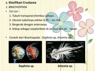 c. Klasifikasi Crustacea
1. BRACHIOPODA
• Ciri-ciri :
1. Tubuh transparan/tembus cahaya.
2. Ukuran tubuhnya sekitar 0,25 – 10 mm.
3. Bergerak dengan antenanya.
4. Hidup sebagai zooplankton di air laut dan air tawar.
• Contoh dari Brachiopoda : Daphnia sp, Artemia sp.
Daphnia sp. Artemia sp.
 