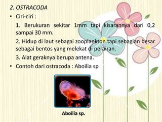 2. OSTRACODA
• Ciri-ciri :
1. Berukuran sekitar 1mm tapi kisarannya dari 0,2
sampai 30 mm.
2. Hidup di laut sebagai zooplankton tapi sebagian besar
sebagai bentos yang melekat di perairan.
3. Alat geraknya berupa antena.
• Contoh dari ostracoda : Aboilia sp
Aboilia sp.
 