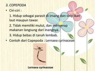 3. COPEPODA
• Ciri-ciri :
1. Hidup sebagai parasit di insang dan sirip ikan
laut maupun tawar.
2. Tidak memiliki mulut, dan menyerap
makanan langsung dari inangnya.
3. Hidup bebas di tanah lembab.
• Contoh dari Copepoda : Lernaea cyrinaceae
Lernaea cyrinaceae
 