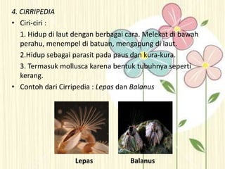 4. CIRRIPEDIA
• Ciri-ciri :
1. Hidup di laut dengan berbagai cara. Melekat di bawah
perahu, menempel di batuan, mengapung di laut.
2.Hidup sebagai parasit pada paus dan kura-kura.
3. Termasuk mollusca karena bentuk tubuhnya seperti
kerang.
• Contoh dari Cirripedia : Lepas dan Balanus
Lepas Balanus
 