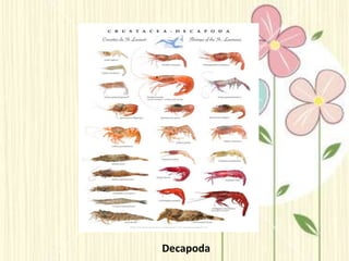 Decapoda
 