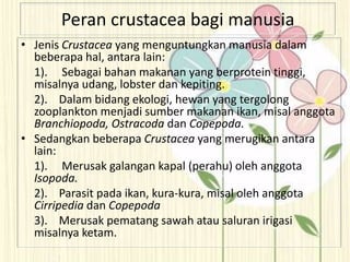 Peran crustacea bagi manusia
• Jenis Crustacea yang menguntungkan manusia dalam
beberapa hal, antara lain:
1). Sebagai bahan makanan yang berprotein tinggi,
misalnya udang, lobster dan kepiting.
2). Dalam bidang ekologi, hewan yang tergolong
zooplankton menjadi sumber makanan ikan, misal anggota
Branchiopoda, Ostracoda dan Copepoda.
• Sedangkan beberapa Crustacea yang merugikan antara
lain:
1). Merusak galangan kapal (perahu) oleh anggota
Isopoda.
2). Parasit pada ikan, kura-kura, misal oleh anggota
Cirripedia dan Copepoda
3). Merusak pematang sawah atau saluran irigasi
misalnya ketam.
 