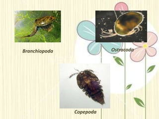 Branchiopoda
Copepoda
Ostracoda
 