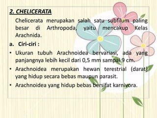2. CHELICERATA
Chelicerata merupakan salah satu subfilum paling
besar di Arthropoda, yaitu mencakup Kelas
Arachnida.
a. Ciri-ciri :
• Ukuran tubuh Arachnoidea bervariasi, ada yang
panjangnya lebih kecil dari 0,5 mm sampai 9 cm.
• Arachnoidea merupakan hewan terestrial (darat)
yang hidup secara bebas maupun parasit.
• Arachnoidea yang hidup bebas bersifat karnivora.
 