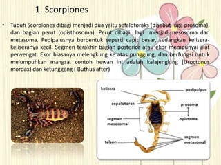 1. Scorpiones
• Tubuh Scorpiones dibagi menjadi dua yaitu sefalotoraks (disebut juga prosoma),
dan bagian perut (opisthosoma). Perut dibagi lagi menjadi nesosoma dan
metasoma. Pedipalusnya berbentuk seperti capit besar, sedangkan kelisera-
keliseranya kecil. Segmen terakhir bagian posterior atau ekor mempunyai alat
penyengat. Ekor biasanya melengkung ke atas punggung, dan berfungsi untuk
melumpuhkan mangsa. contoh hewan ini adalah kalajengking (Uroctonus
mordax) dan ketunggeng ( Buthus after)
 