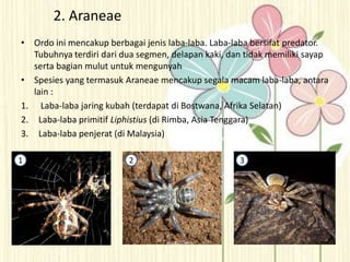 2. Araneae
• Ordo ini mencakup berbagai jenis laba-laba. Laba-laba bersifat predator.
Tubuhnya terdiri dari dua segmen, delapan kaki, dan tidak memiliki sayap
serta bagian mulut untuk mengunyah
• Spesies yang termasuk Araneae mencakup segala macam laba-laba, antara
lain :
1. Laba-laba jaring kubah (terdapat di Bostwana, Afrika Selatan)
2. Laba-laba primitif Liphistius (di Rimba, Asia Tenggara)
3. Laba-laba penjerat (di Malaysia)
1 2 3
 