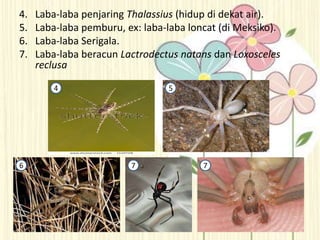 4. Laba-laba penjaring Thalassius (hidup di dekat air).
5. Laba-laba pemburu, ex: laba-laba loncat (di Meksiko).
6. Laba-laba Serigala.
7. Laba-laba beracun Lactrodectus natans dan Loxosceles
reclusa
7 76
4 5
 
