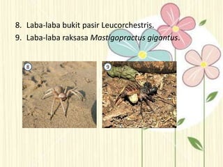 8. Laba-laba bukit pasir Leucorchestris.
9. Laba-laba raksasa Mastigopractus gigantus.
8 9
 