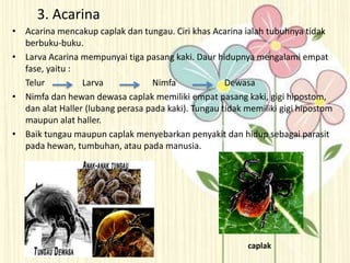 3. Acarina
• Acarina mencakup caplak dan tungau. Ciri khas Acarina ialah tubuhnya tidak
berbuku-buku.
• Larva Acarina mempunyai tiga pasang kaki. Daur hidupnya mengalami empat
fase, yaitu :
Telur Larva Nimfa Dewasa
• Nimfa dan hewan dewasa caplak memiliki empat pasang kaki, gigi hipostom,
dan alat Haller (lubang perasa pada kaki). Tungau tidak memiliki gigi hipostom
maupun alat haller.
• Baik tungau maupun caplak menyebarkan penyakit dan hidup sebagai parasit
pada hewan, tumbuhan, atau pada manusia.
caplak
 