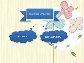 KLASIFIKASI MYRIAPODA
CHILOPODA DIPLOPODA
 