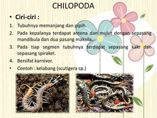CHILOPODA
• Ciri-ciri :
1. Tubuhnya memanjang dan pipih.
2. Pada kepalanya terdapat antena dan mulut dengan sepasang
mandibula dan dua pasang maksila.
3. Pada tiap segmen tubuhnya terdapat sepasang kaki dan
sepasang spirakel.
4. Bersifat karnivor.
• Contoh : kelabang (scutigera sp.)
 