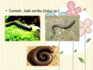 • Contoh : kaki seribu (lulus sp.)
 