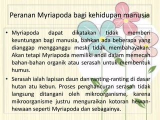 Peranan Myriapoda bagi kehidupan manusia
• Myriapoda dapat dikatakan tidak memberi
keuntungan bagi manusia, bahkan ada beberapa yang
dianggap mengganggu meski tidak membahayakan.
Akan tetapi Myriapoda memiliki andil dalam memecah
bahan-bahan organik atau serasah untuk membentuk
humus.
• Serasah ialah lapisan daun dan ranting-ranting di dasar
hutan atu kebun. Proses penghancuran serasah tidak
langsung ditangani oleh mikroorganisme, karena
mikroorganisme justru menguraikan kotoran hewan-
hewaan seperti Myriapoda dan sebagainya.
 