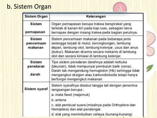 b. Sistem Organ
 