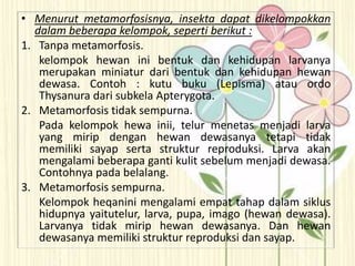 • Menurut metamorfosisnya, insekta dapat dikelompokkan
dalam beberapa kelompok, seperti berikut :
1. Tanpa metamorfosis.
kelompok hewan ini bentuk dan kehidupan larvanya
merupakan miniatur dari bentuk dan kehidupan hewan
dewasa. Contoh : kutu buku (Lepisma) atau ordo
Thysanura dari subkela Apterygota.
2. Metamorfosis tidak sempurna.
Pada kelompok hewa inii, telur menetas menjadi larva
yang mirip dengan hewan dewasanya tetapi tidak
memiliki sayap serta struktur reproduksi. Larva akan
mengalami beberapa ganti kulit sebelum menjadi dewasa.
Contohnya pada belalang.
3. Metamorfosis sempurna.
Kelompok heqanini mengalami empat tahap dalam siklus
hidupnya yaitutelur, larva, pupa, imago (hewan dewasa).
Larvanya tidak mirip hewan dewasanya. Dan hewan
dewasanya memiliki struktur reproduksi dan sayap.
 