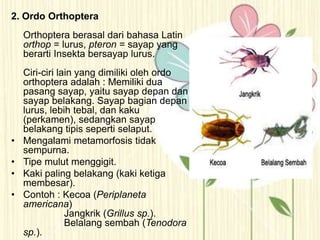 2. Ordo Orthoptera
Orthoptera berasal dari bahasa Latin
orthop = lurus, pteron = sayap yang
berarti Insekta bersayap lurus.
Ciri-ciri lain yang dimiliki oleh ordo
orthoptera adalah : Memiliki dua
pasang sayap, yaitu sayap depan dan
sayap belakang. Sayap bagian depan
lurus, lebih tebal, dan kaku
(perkamen), sedangkan sayap
belakang tipis seperti selaput.
• Mengalami metamorfosis tidak
sempurna.
• Tipe mulut menggigit.
• Kaki paling belakang (kaki ketiga
membesar).
• Contoh : Kecoa (Periplaneta
americana)
Jangkrik (Grillus sp.).
Belalang sembah (Tenodora
sp.).
 
