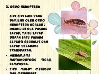 3. Ordo Hemiptera
Ciri-ciri lain yang
dimiliki oleh ordo
hemiptera adalah :
Memiliki dua pasang
sayap, yaitu sayap
depan satu pasang
seperti berkulit dan
sayap belakang
transparan.
• Mengalami
metamorfosis tidak
sempurna.
• Tipe mulut menusuk
 