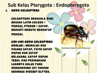 Sub Kelas Pterygota : Endopterygota
1. Ordo Coleoptera
Coleoptera berasala dari
bahasa Latin coleos =
perisai, pteron = sayap,
berarti insekta bersayap
perisai.
Ciri-ciri ordo Coleoptera
adalah : Memiliki dua
pasang sayap, yaitu sayap
depan dan sayap
belakang. Sayap depan
tebal dan permukaan
luarnya halus yang
mengandung zat tanduk
sehingga disebut elytra,
 