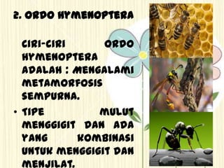 2. Ordo Hymenoptera
Ciri-ciri ordo
hymenoptera
adalah : Mengalami
metamorfosis
sempurna.
• Tipe mulut
menggigit dan ada
yang kombinasi
untuk menggigit dan
menjilat.
 