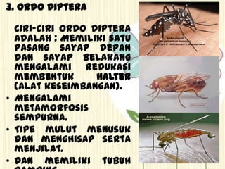 3. Ordo Diptera
Ciri-ciri ordo diptera
adalah : Memiliki satu
pasang sayap depan
dan sayap belakang
mengalami redukasi
membentuk halter
(alat keseimbangan).
• Mengalami
metamorfosis
sempurna.
• Tipe mulut menusuk
dan menghisap serta
menjilat.
• Dan memiliki tubuh
 