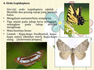 4. Ordo Lepidoptera
Ciri-ciri ordo Lepidoptera adalah :
Memiliki dua pasang sayap yang bersisik
halus.
• Mengalami metamorfosis sempurna.
• Tipe mulut pada tahap larva menggigit,
sedangkan pada tahap dewasa
menghisap.
• Mata fasetnya besar.
• Contoh : Kupu-kupu Swallowtail, kupu-
kupu sutera (Bombyx mori), kupu-kupu
elang (Acherontia atropos).
 
