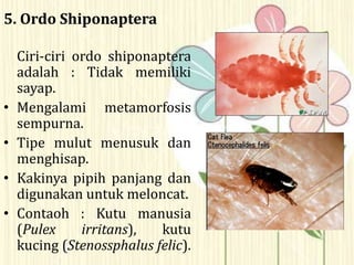 5. Ordo Shiponaptera
Ciri-ciri ordo shiponaptera
adalah : Tidak memiliki
sayap.
• Mengalami metamorfosis
sempurna.
• Tipe mulut menusuk dan
menghisap.
• Kakinya pipih panjang dan
digunakan untuk meloncat.
• Contaoh : Kutu manusia
(Pulex irritans), kutu
kucing (Stenossphalus felic).
 