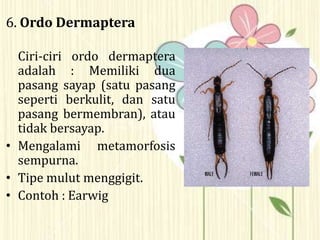 6. Ordo Dermaptera
Ciri-ciri ordo dermaptera
adalah : Memiliki dua
pasang sayap (satu pasang
seperti berkulit, dan satu
pasang bermembran), atau
tidak bersayap.
• Mengalami metamorfosis
sempurna.
• Tipe mulut menggigit.
• Contoh : Earwig
 
