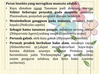 Peran Insekta yang merugikan manusia adalah :
• Kayu dimakan rayap Tanaman padi diserang wereng
Vektor beberapa penyakit pada manusia, misalnya
Plasmodium, penyebab penyakit demam berdarah.
• Menimbulkan gangguan pada manusia, misalnya kutu
kepala (Pediculus capitis)
• Sebagai hama tanaman pangan, misalnya wereng coklat
(Nilaparvata lugens),walang sangit (Leptocorisa acuta)
• Perusak gabah, oleh kutu gabah (Rhyzoperta doninica).
• Perusak produk berbahan baku alam, misalnya rayap
(Helanithermis sp.),dapat menghancurkan kayu-kayu
karena didalam ususnya terdapat Protozoa yang
bersimbiosis yaitu Trichonympha yang menghasilkan
enzim pengurai selulosa, dan kutu buku Lepisma
sacharina).
 