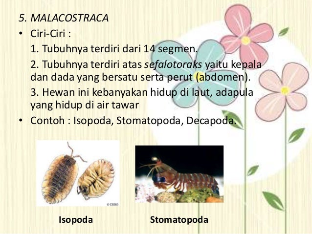 Arthropoda kelompok 5