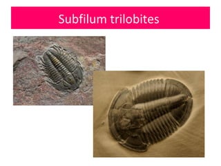 Subfilum trilobites
 