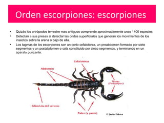 Orden escorpiones: escorpiones
• Quizás los artrópodos terrestre mas antiguos comprende aproximadamente unas 1400 especies
• Detectan a sus presas al detectar las ondas superficiales que generan los movimientos de los
insectos sobre la arena o bajo de ella.
• Los tagmas de los escorpiones son un corto cefalotórax, un preabdomen formado por siete
segmentos y un postabdomen o cola constituido por cinco segmentos, y terminando en un
aparato punzante.
 