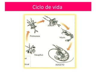 Ciclo de vida
 