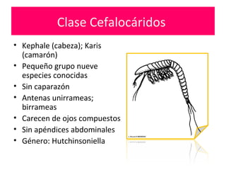 Clase Cefalocáridos
• Kephale (cabeza); Karis
(camarón)
• Pequeño grupo nueve
especies conocidas
• Sin caparazón
• Antenas unirrameas;
birrameas
• Carecen de ojos compuestos
• Sin apéndices abdominales
• Género: Hutchinsoniella
 