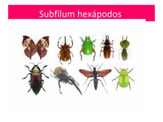 Subfilum hexápodos
 