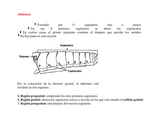 Abdomen:
Formado por 11 segmentos más o menos
En sus 8 primeros segmentos se abren los espiráculos
En ciertos casos el primer segmento contiene el tímpano que percibe los sonidos
No hay patas en esta sección
Por la colocación de la abertura genital, el abdomen está
dividido en tres regiones:
1. Región pregenital: comprende los siete primeros segmentos.
2. Región genital: abarca los segmentos octavo y noveno en los que está situado el orificio genital.
3. Región postgenital: está después del noveno segmento.
 