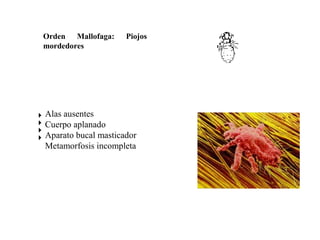 Orden Mallofaga: Piojos
mordedores
Alas ausentes
Cuerpo aplanado
Aparato bucal masticador
Metamorfosis incompleta
 