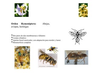 Orden Hymenóptera: Abejas,
avispas, hormigas
Dos pares de alas membranosas o faltantes
Cuerpo cilíndrico
Aparato bucal masticador, con adaptación para morder y lamer.
Metamorfosis completa
 