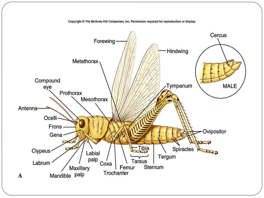Phylum Arthropoda Diagram