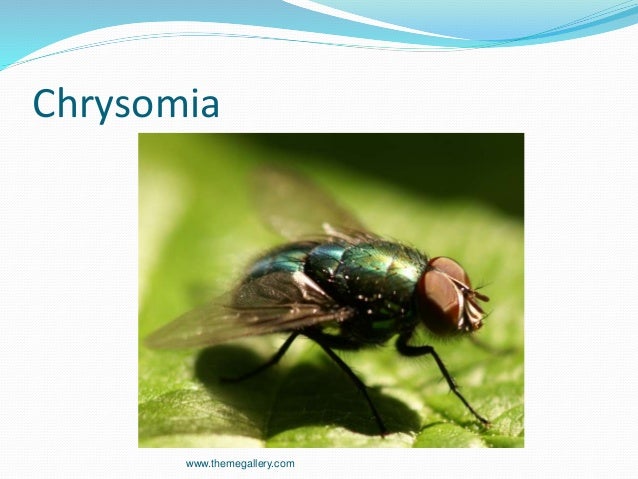 Arthropoda penyebab penyakit