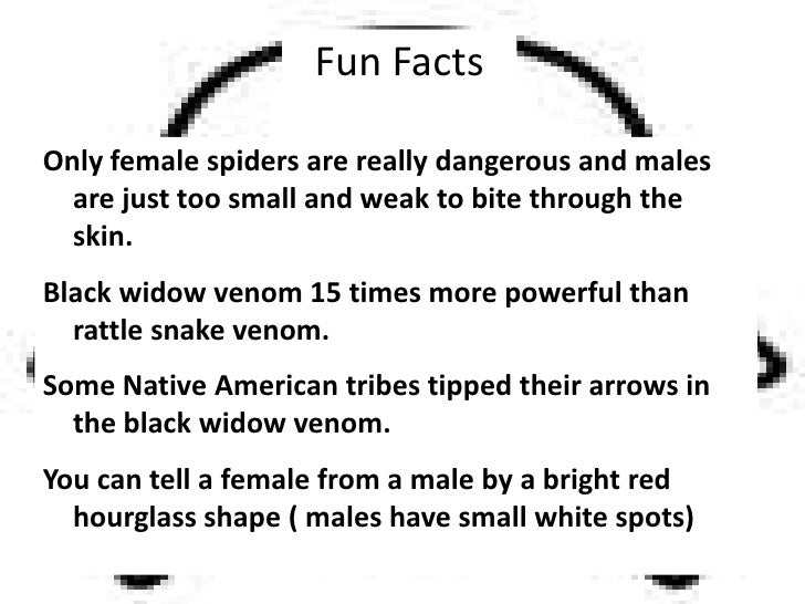 Fun Facts About The Black Widow Spider / Black Widow Spiders Facts Extermination Information : The spiders' venomous bites can kill a mosquito, fly, caterpillar or even a in fact, not all bites from a black widow spider result in envenomation.