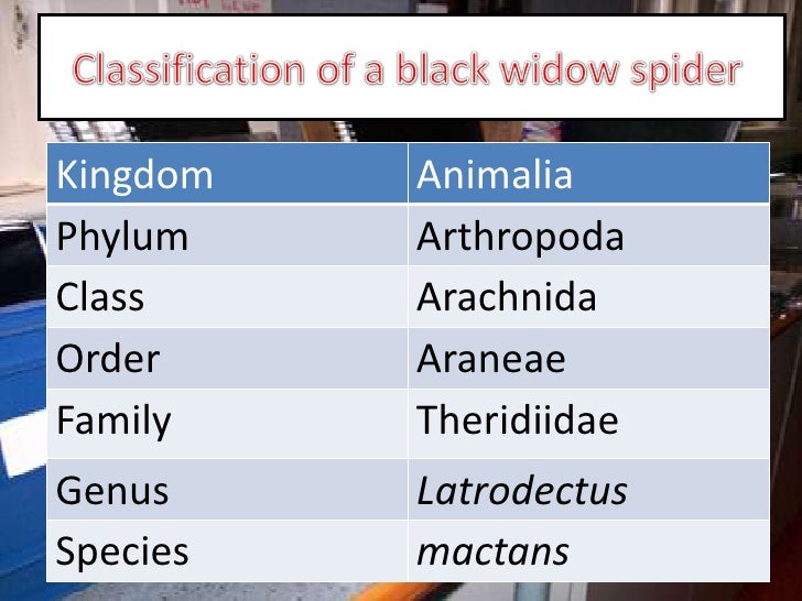 Arthropod assignment spider!!!!